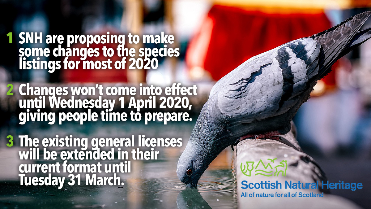 Scottish general licences for bird control update